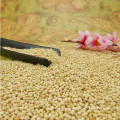 white broom corn millet(white broomcorn millet)